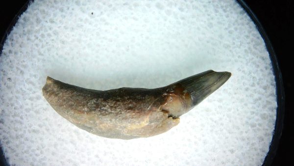 Lee Creek Miocene Porpoise (Cetacean) Tooth for Sale #18 - Image 2