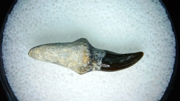 Lee Creek Miocene Porpoise (Cetacean) Tooth for Sale #19