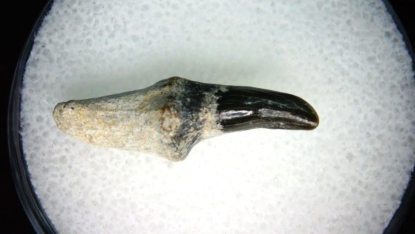 Lee Creek Miocene Porpoise (Cetacean) Tooth for Sale #19 - Image 2