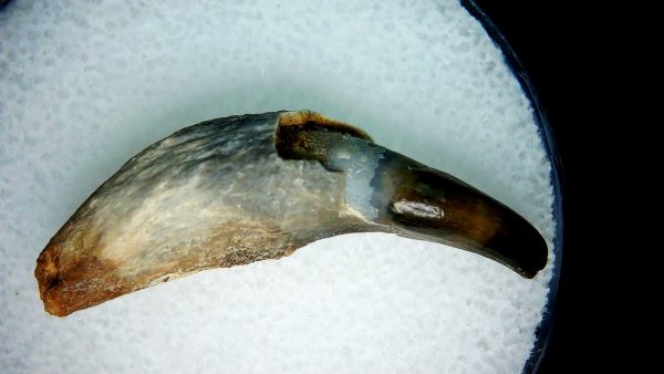 Lee Creek Miocene Porpoise (Cetacean) Tooth for Sale #2
