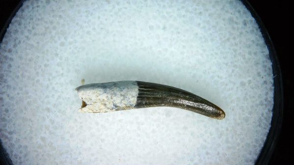 Lee Creek Miocene Porpoise (Cetacean) Tooth for Sale #20