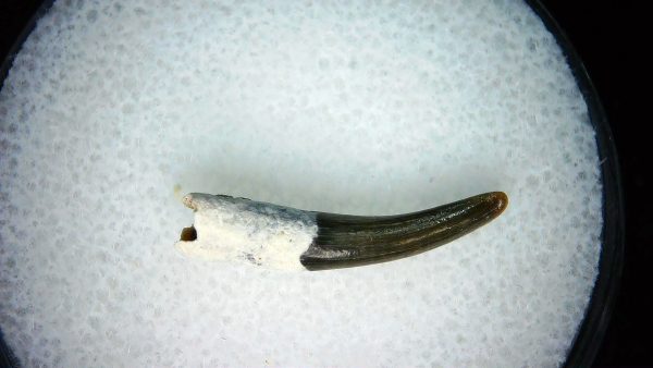 Lee Creek Miocene Porpoise (Cetacean) Tooth for Sale #20 - Image 2