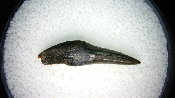 Lee Creek Miocene Porpoise (Cetacean) Tooth for Sale #21