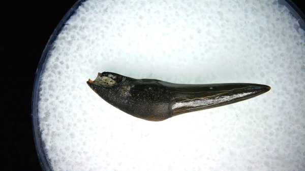 Lee Creek Miocene Porpoise (Cetacean) Tooth for Sale #21 - Image 2