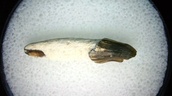 Lee Creek Miocene Porpoise (Cetacean) Tooth for Sale #22