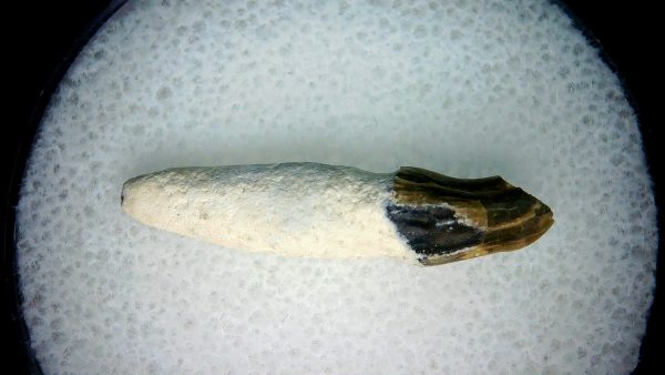 Lee Creek Miocene Porpoise (Cetacean) Tooth for Sale #22 - Image 2