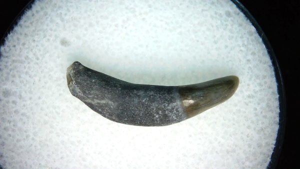 Lee Creek Miocene Porpoise (Cetacean) Tooth for Sale #23