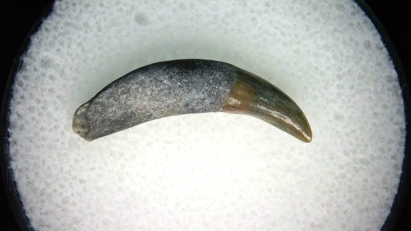 Lee Creek Miocene Porpoise (Cetacean) Tooth for Sale #23 - Image 2