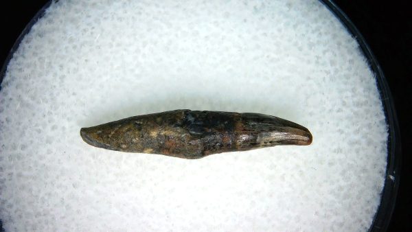 Lee Creek Miocene Porpoise (Cetacean) Tooth for Sale #24