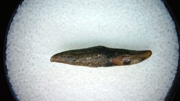 Lee Creek Miocene Porpoise (Cetacean) Tooth for Sale #24 - Image 2