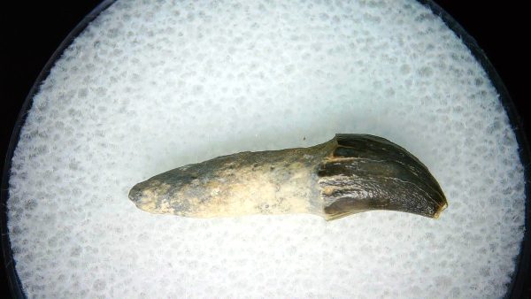 Lee Creek Miocene Porpoise (Cetacean) Tooth for Sale #25