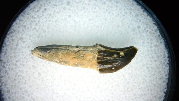 Lee Creek Miocene Porpoise (Cetacean) Tooth for Sale #25 - Image 2