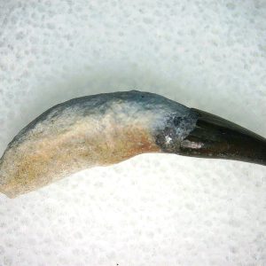 Lee Creek Miocene Porpoise (Cetacean) Tooth for Sale #26