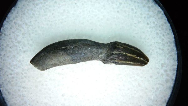 Lee Creek Miocene Porpoise (Cetacean) Tooth for Sale #27