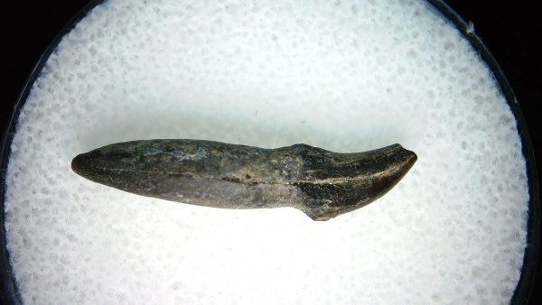 Lee Creek Miocene Porpoise (Cetacean) Tooth for Sale #27 - Image 2