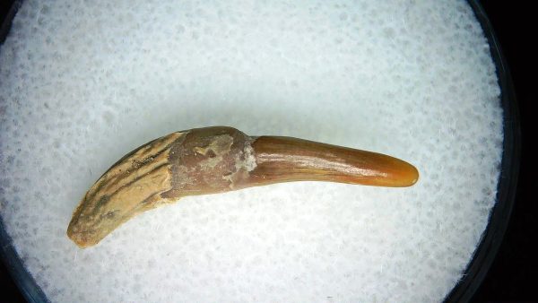 Lee Creek Miocene Porpoise (Cetacean) Tooth for Sale #28
