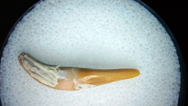 Lee Creek Miocene Porpoise (Cetacean) Tooth for Sale #28 - Image 2