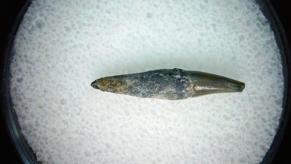 Lee Creek Miocene Porpoise (Cetacean) Tooth for Sale #29