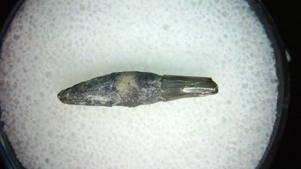 Lee Creek Miocene Porpoise (Cetacean) Tooth for Sale #29 - Image 2