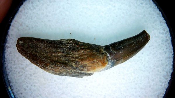 Lee Creek Miocene Porpoise (Cetacean) Tooth for Sale #2 - Image 2