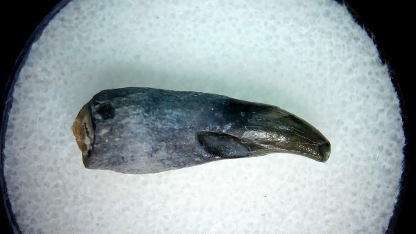 Lee Creek Miocene Porpoise (Cetacean) Tooth for Sale #3