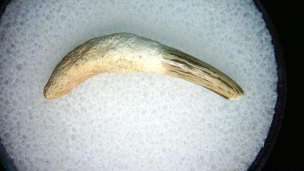 Lee Creek Miocene Porpoise (Cetacean) Tooth for Sale #30
