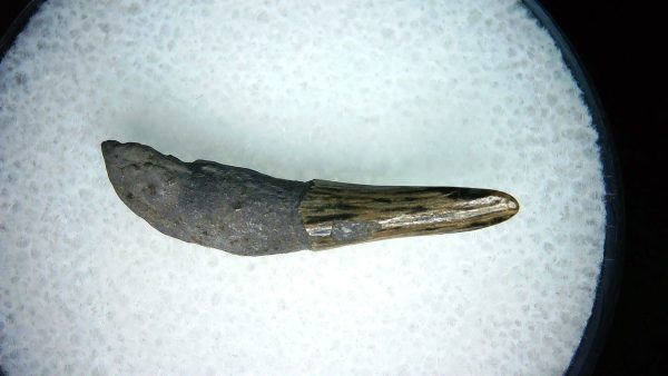Lee Creek Miocene Porpoise (Cetacean) Tooth for Sale #31