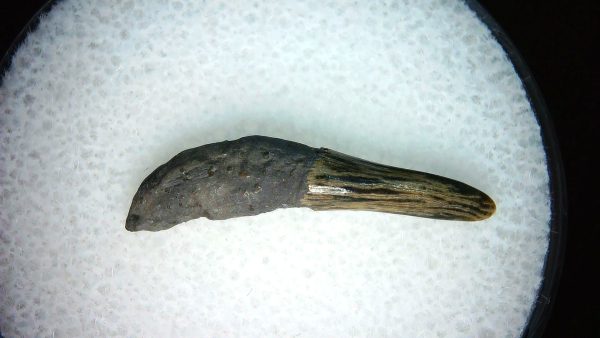 Lee Creek Miocene Porpoise (Cetacean) Tooth for Sale #31 - Image 2