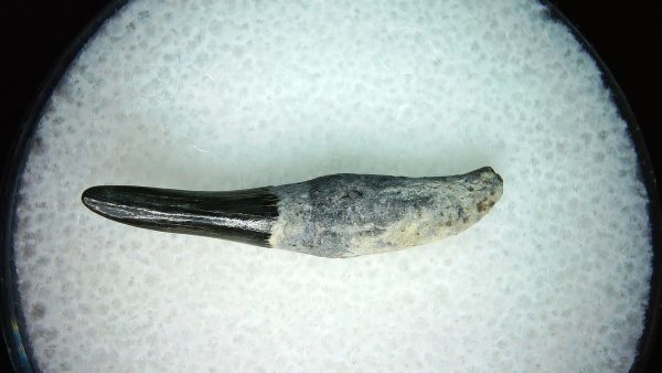 Lee Creek Miocene Porpoise (Cetacean) Tooth for Sale #32