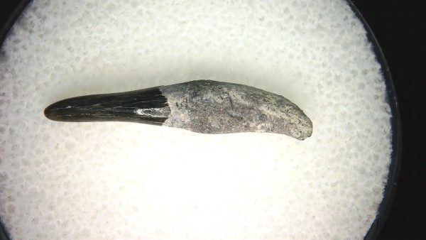 Lee Creek Miocene Porpoise (Cetacean) Tooth for Sale #32 - Image 2