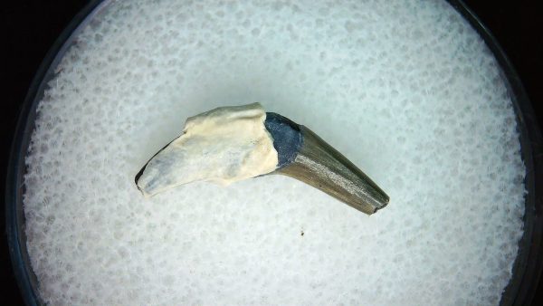 Lee Creek Miocene Porpoise (Cetacean) Tooth for Sale #33