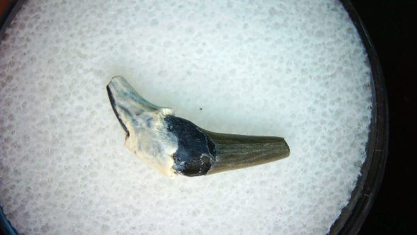 Lee Creek Miocene Porpoise (Cetacean) Tooth for Sale #33 - Image 2