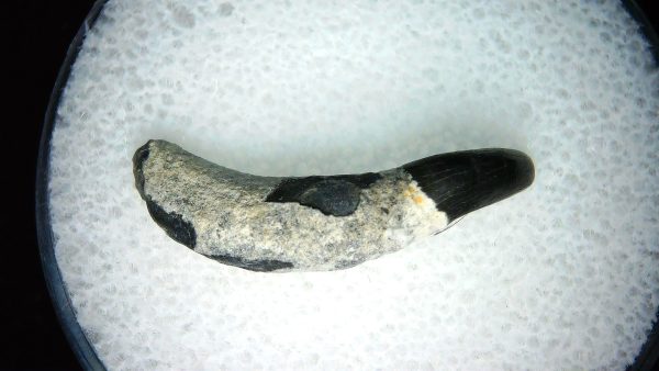 Lee Creek Miocene Porpoise (Cetacean) Tooth for Sale #34