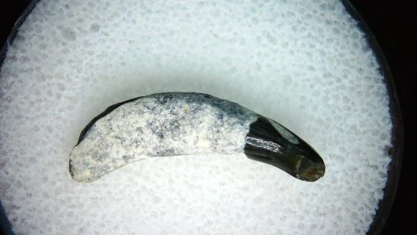 Lee Creek Miocene Porpoise (Cetacean) Tooth for Sale #34 - Image 2