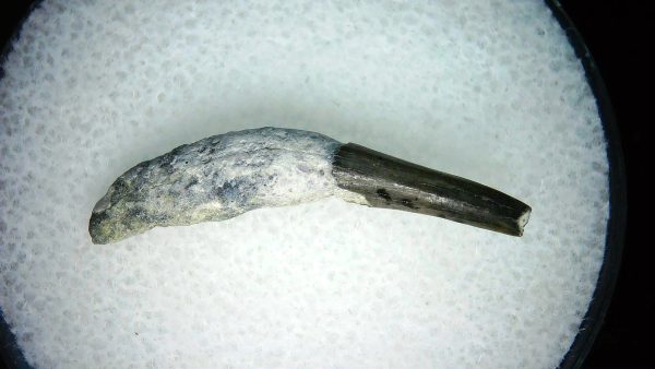 Lee Creek Miocene Porpoise (Cetacean) Tooth for Sale #35