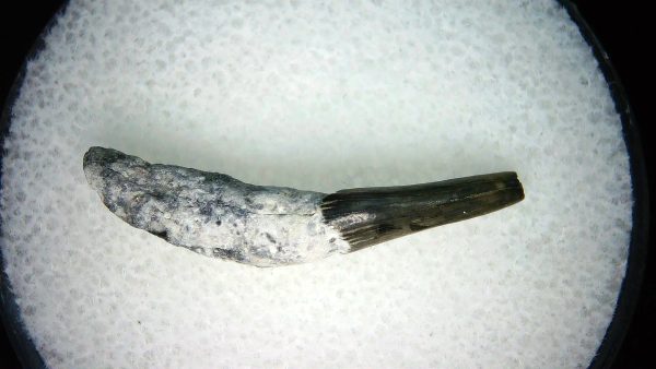 Lee Creek Miocene Porpoise (Cetacean) Tooth for Sale #35 - Image 2