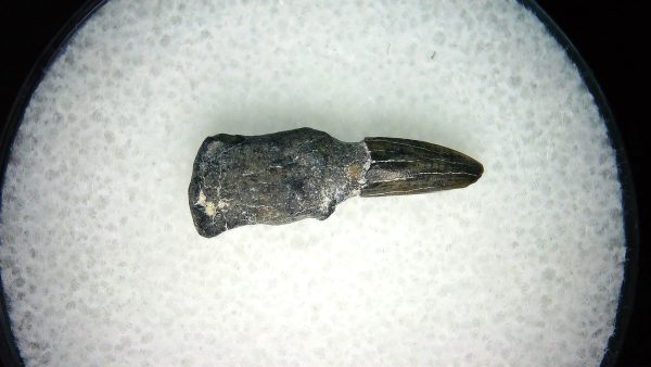 Lee Creek Miocene Porpoise (Cetacean) Tooth for Sale #36
