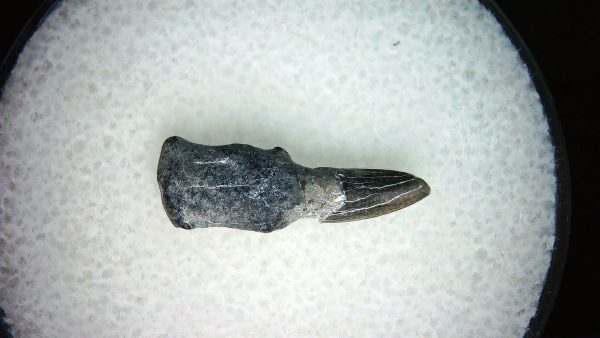 Lee Creek Miocene Porpoise (Cetacean) Tooth for Sale #36 - Image 2