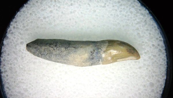 Lee Creek Miocene Porpoise (Cetacean) Tooth for Sale #37