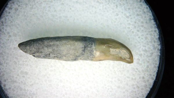 Lee Creek Miocene Porpoise (Cetacean) Tooth for Sale #37 - Image 2