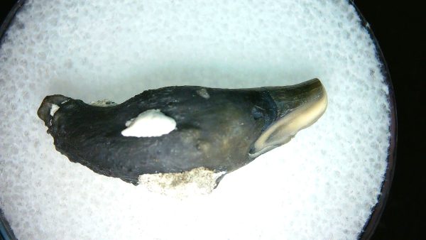 Lee Creek Miocene Porpoise (Cetacean) Tooth for Sale #38