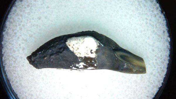 Lee Creek Miocene Porpoise (Cetacean) Tooth for Sale #38 - Image 2