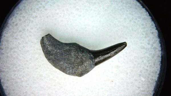 Lee Creek Miocene Porpoise (Cetacean) Tooth for Sale #39