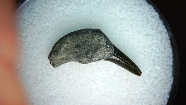 Lee Creek Miocene Porpoise (Cetacean) Tooth for Sale #39 - Image 2