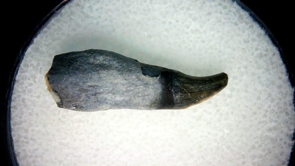 Lee Creek Miocene Porpoise (Cetacean) Tooth for Sale #3 - Image 2