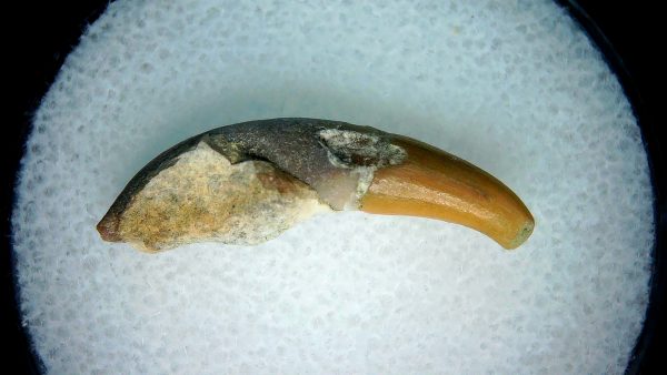 Lee Creek Miocene Porpoise (Cetacean) Tooth for Sale #4