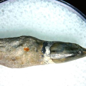 Lee Creek Miocene Porpoise (Cetacean) Tooth for Sale #40