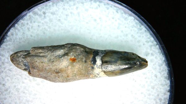 Lee Creek Miocene Porpoise (Cetacean) Tooth for Sale #40