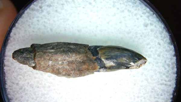 Lee Creek Miocene Porpoise (Cetacean) Tooth for Sale #40 - Image 2