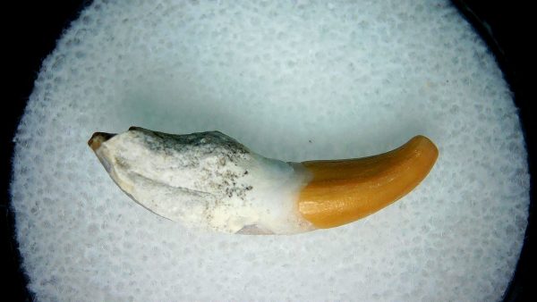 Lee Creek Miocene Porpoise (Cetacean) Tooth for Sale #4 - Image 2